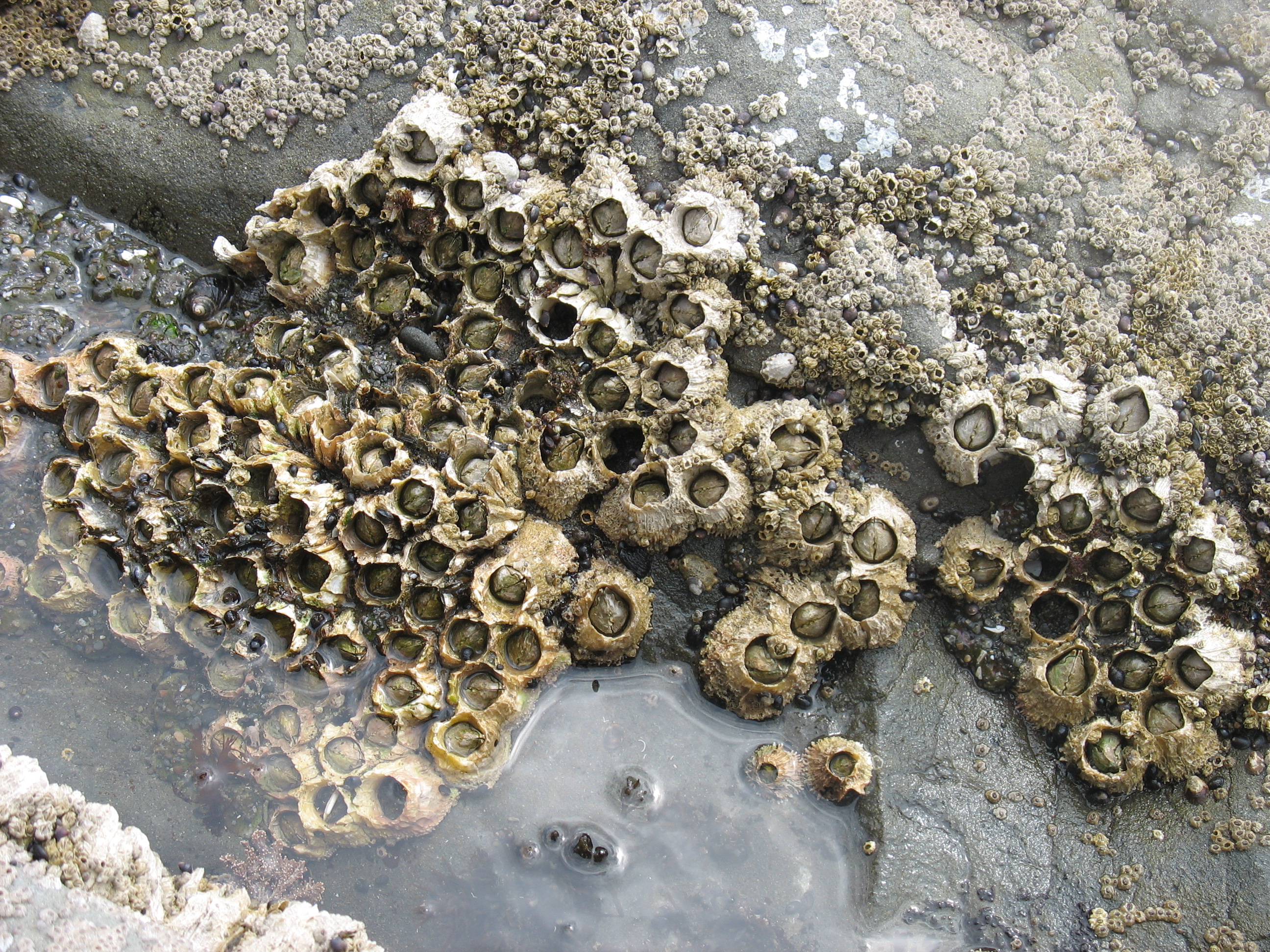 Thatched and Acorn Barnacles